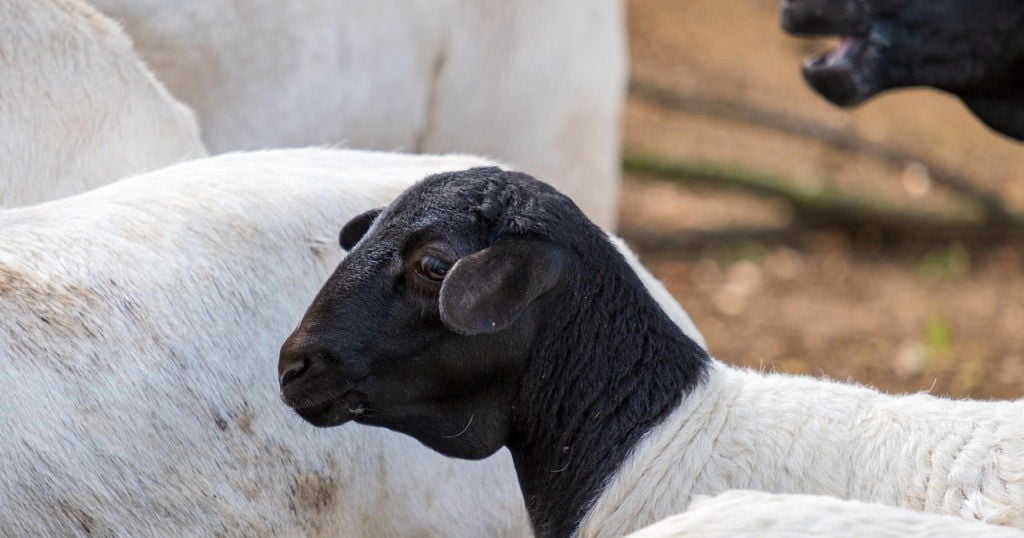 Oveja negra