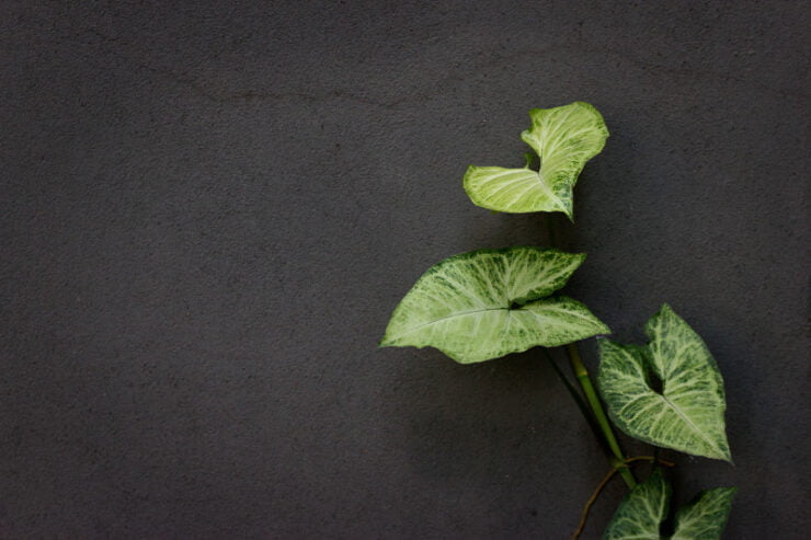 Laura Rivera. La fotografía en su silencio 10 Verde y gris