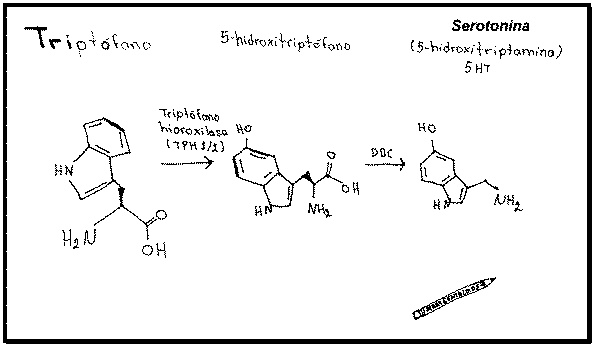 serotonina serotonina