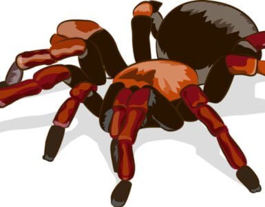 La tarántula roja