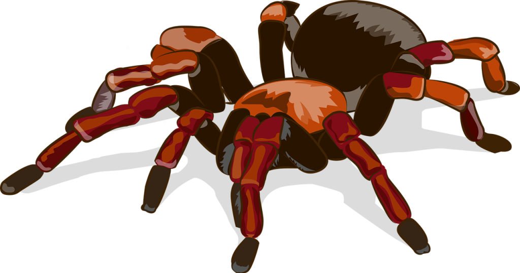 La tarántula roja