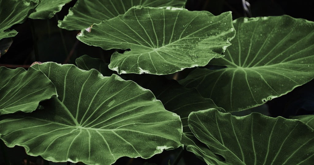 Plantas verdes
