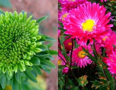 Las plantas zombies invaden el mundo 3 China Aster