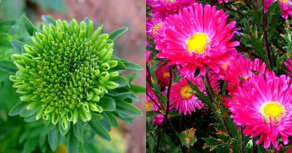 China Aster
