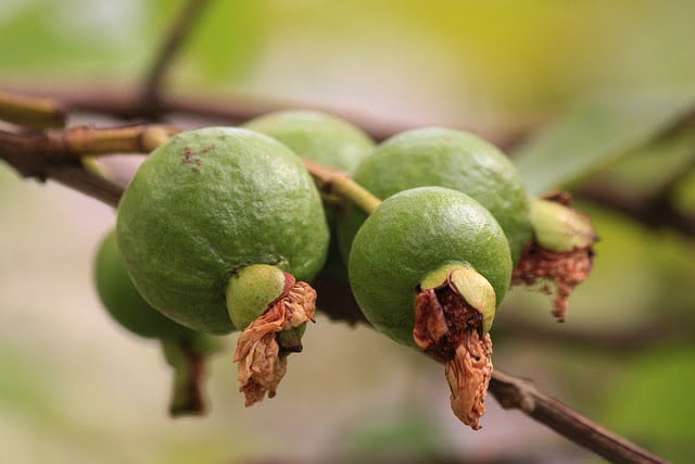 Guayaba Guayaba