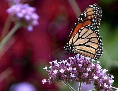 Mariposa monarca: dormilona, viajera y cambiante 4 Mariposa monarca