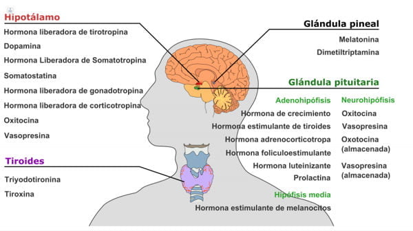Glándula Pineal