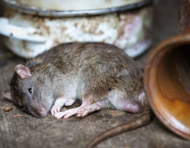 Ratas