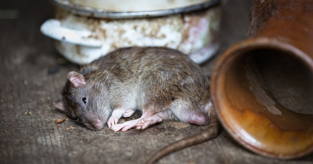 Ratas