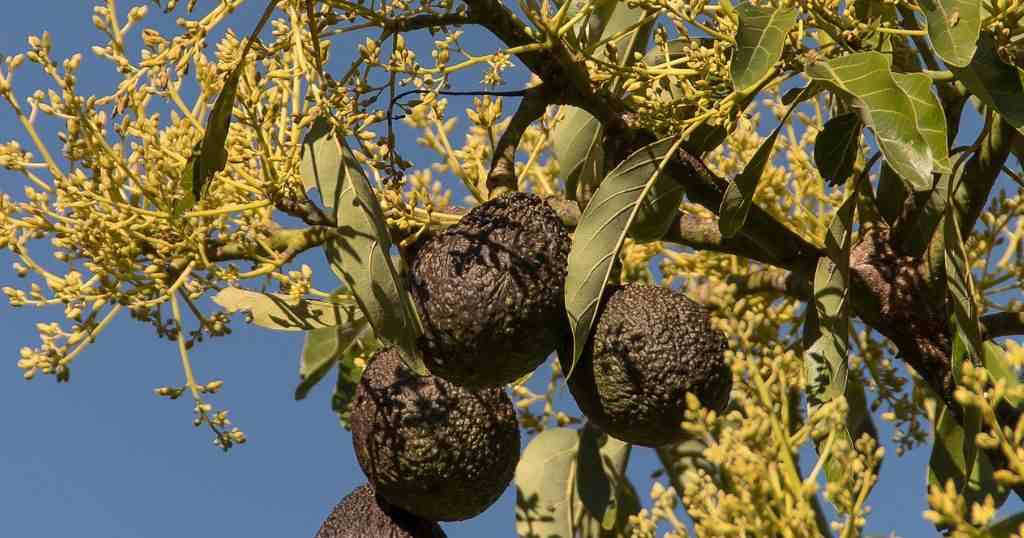Aguacate