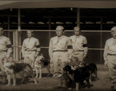 Los animales durante la Segunda Guerra Mundial 4 Perros