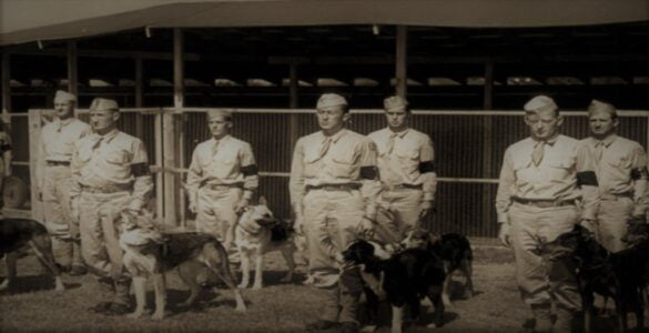 Los animales durante la Segunda Guerra Mundial 6 Perros