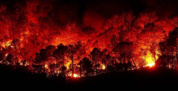 Colapso en la extinción de incendios forestales: cómo evitar una catástrofe 14 Incendios forestales