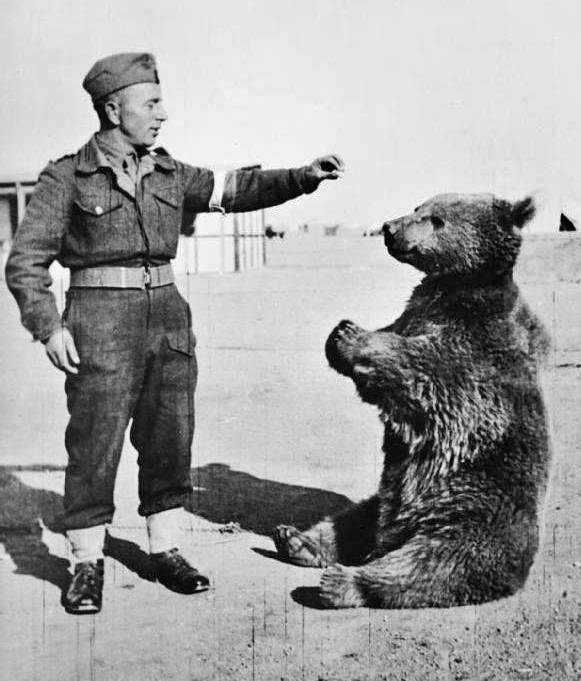 Wojtek Animales
