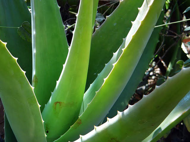 Áloe vera Áloe vera