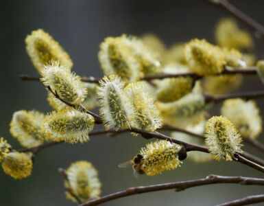 CONSUMACIÓN DE LA PRIMAVERA