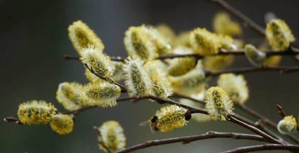 CONSUMACIÓN DE LA PRIMAVERA