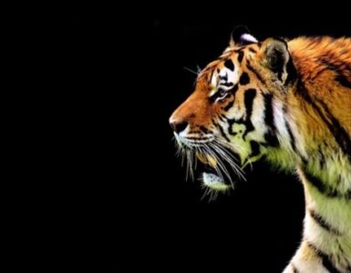 «Un tigre sin selva», de José Iniesta 3 un tigre sin selva