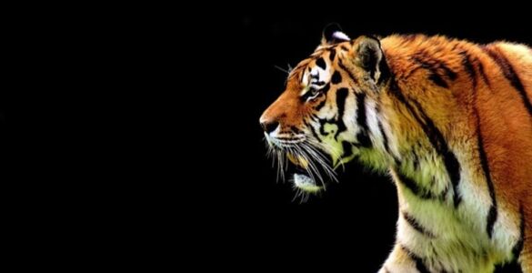 «Un tigre sin selva», de José Iniesta 9 un tigre sin selva