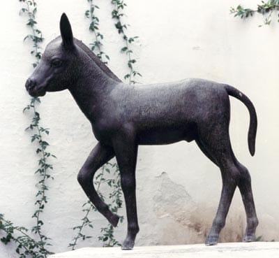 Platero Platero