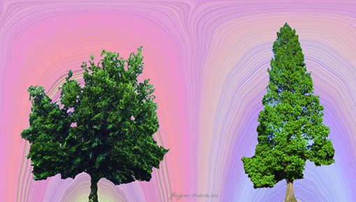 Pere Bruix imagen digital