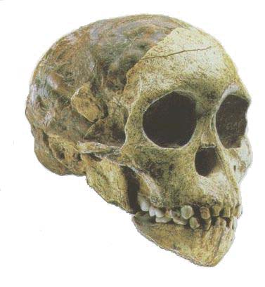 Australopithecus africanus Australopithecus africanus