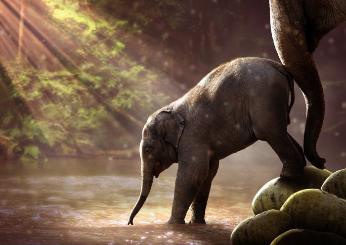 elefante