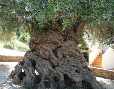 El olivo de Vouves