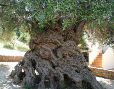 Relaciones entre al-Ándalus y los cordobeses desterrados 2 El olivo de Vouves