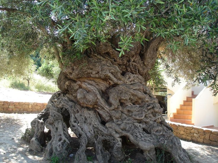 El olivo de Vouves