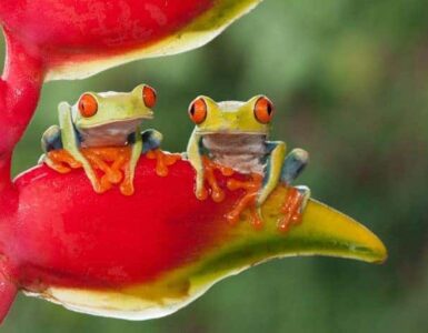 Rana venenosa y abundante en la selva tropical