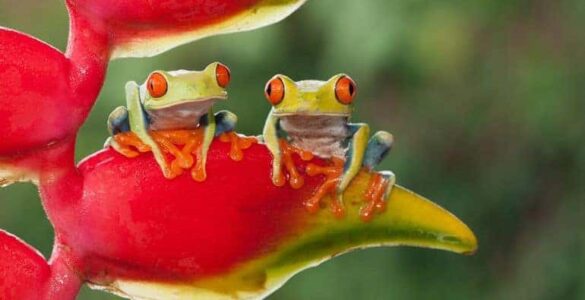 Rana venenosa y abundante en la selva tropical