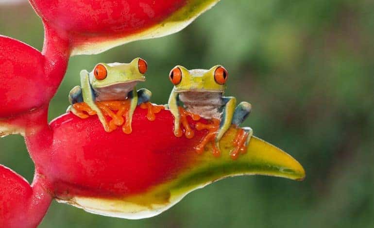 Rana venenosa y abundante en la selva tropical