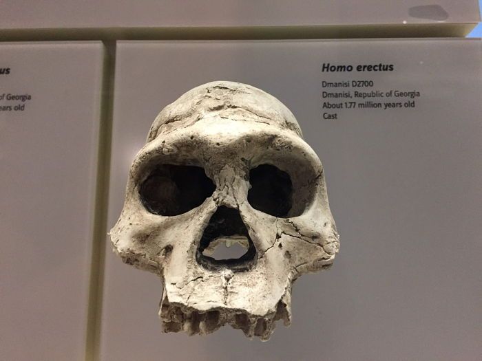 Homo erectus