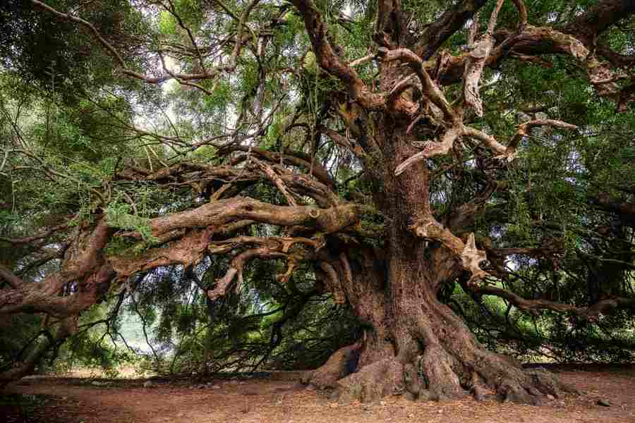 El árbol de la vida, un símbolo mítico - Arasia