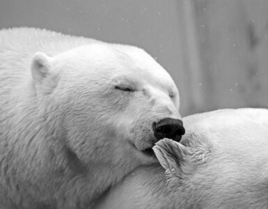 amor