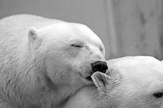 amor