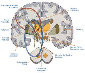 circuitos neuronales