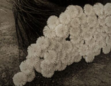 flores ariel 2