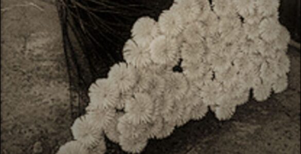 Encuadernando Historias 5 flores ariel 2