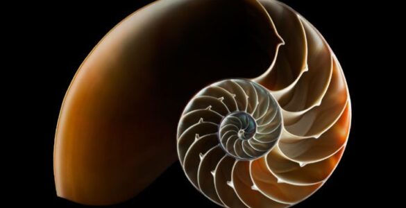 La cultura maya como un motivo fractal 7 golden