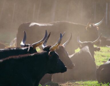 La "manada" que mató a la Justicia 2 toros