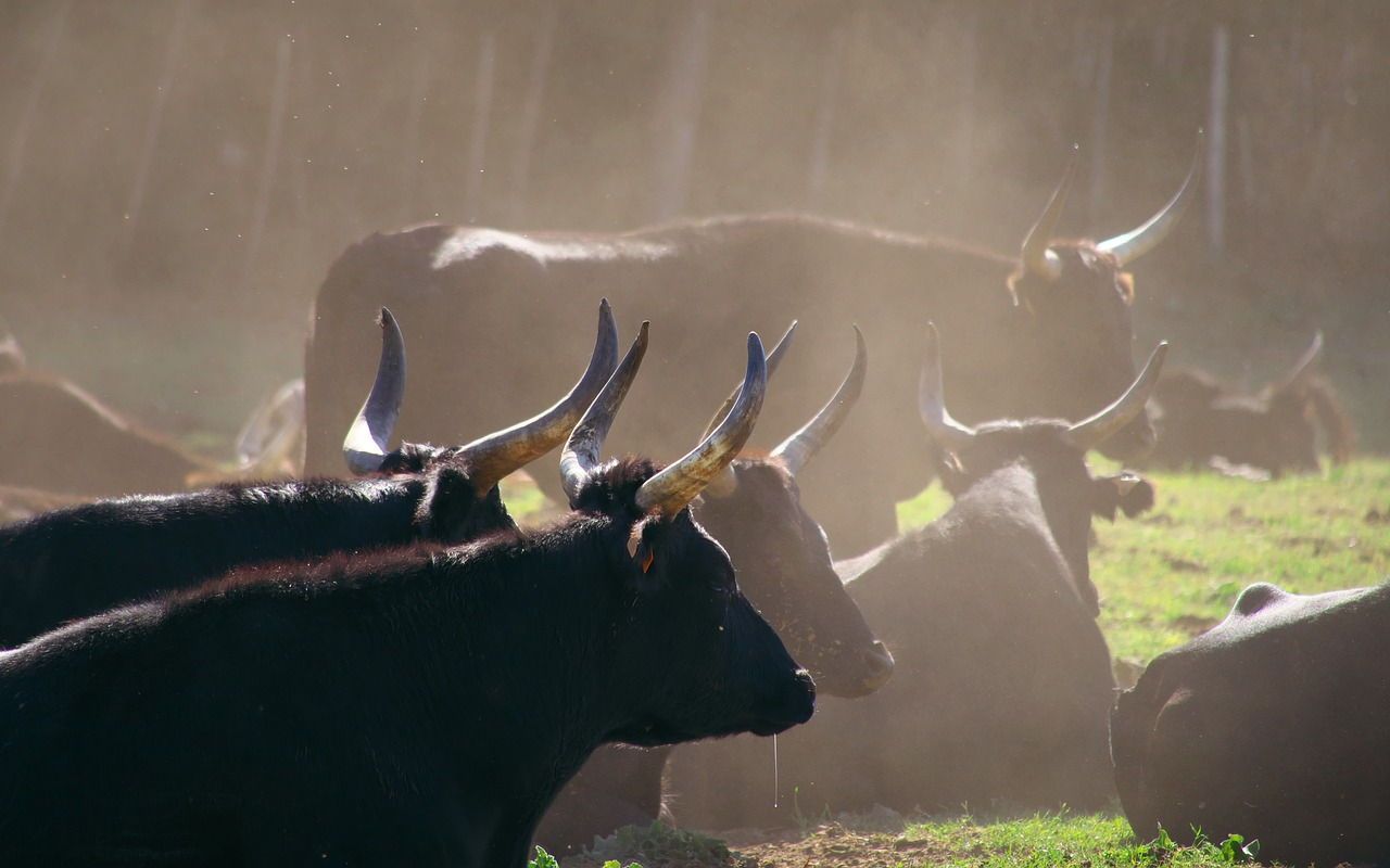 toros