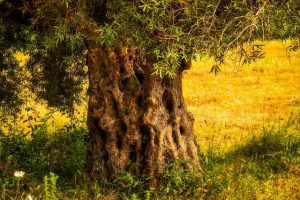 Los árboles y la sabiduría de Dios » Las nueve musas