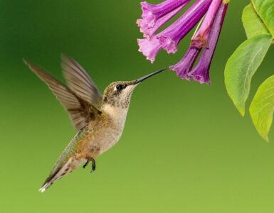 Las plantas: vida inteligente en nuestro planeta 4 vida inteligente